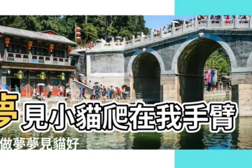 【夢見貓爬上自己手臂上】夢見小貓爬在我手臂上 |做夢夢見貓好不好 |夢見貓爬到自己腿上 |