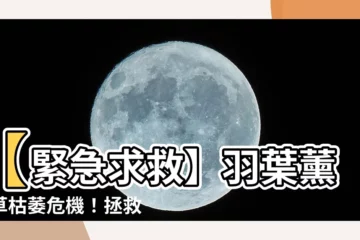 【羽葉薰衣草枯萎】【緊急求救】羽葉薰衣草枯萎危機！拯救辦法一次看