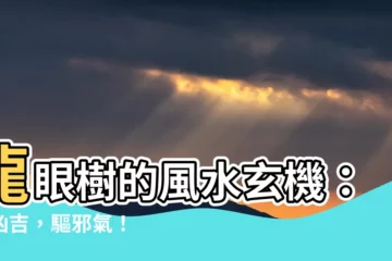 【龍眼樹 陰】龍眼樹的風水玄機：避兇吉，驅邪氣！