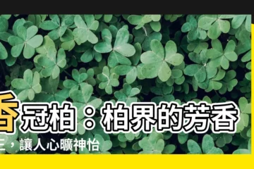 【香冠】香冠柏：柏界的芳香之王，讓人心曠神怡的綠意奇觀