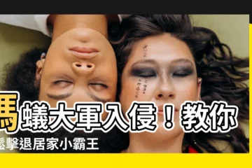 【螞蟻】螞蟻大軍入侵！教你輕鬆擊退居家小霸王！