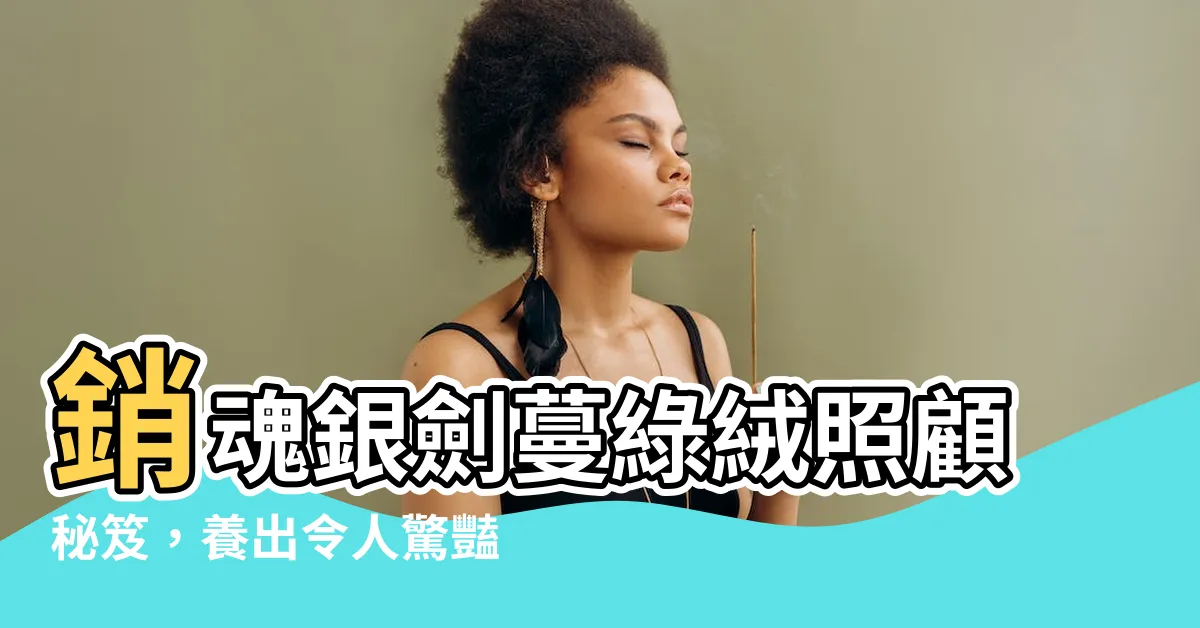 【銀劍蔓綠絨照顧】銷魂銀劍蔓綠絨照顧秘笈，養出令人驚豔的室內植物天堂！