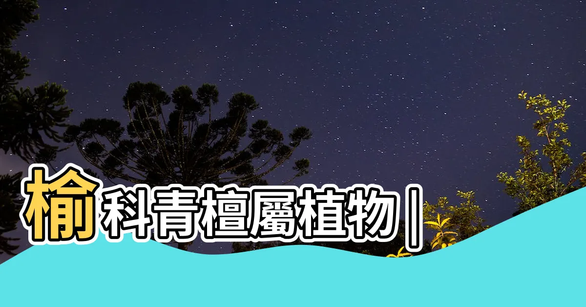 【搖錢樹植物】榆科青檀屬植物 |