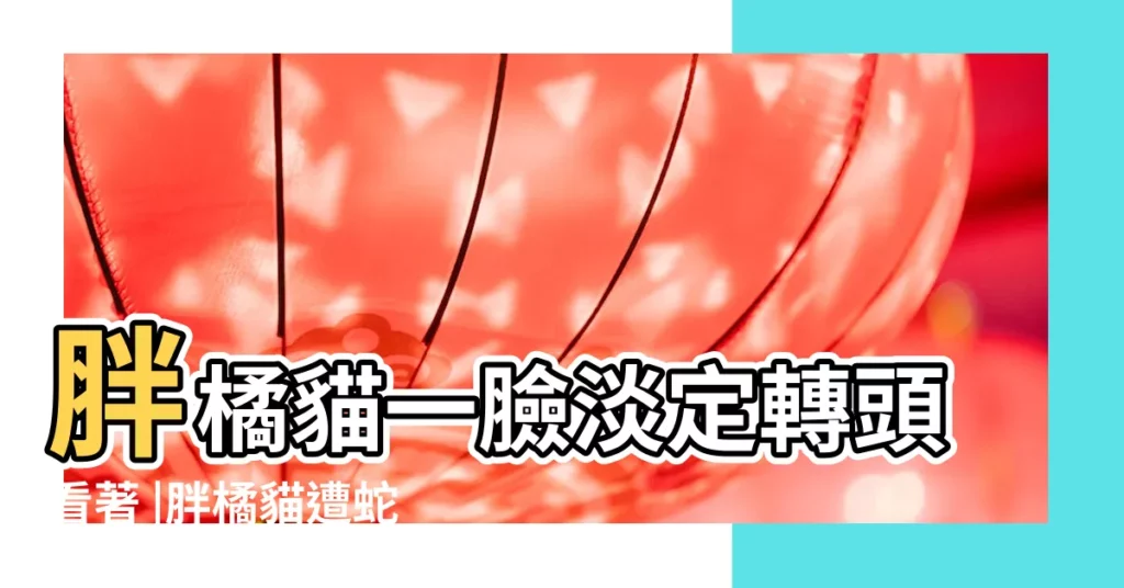 胖橘貓一臉淡定轉頭看著 |胖橘貓遭蛇背刺狂咬卻完全不躲 |遭蛇背刺狂咬完全不躲 |【貓咬蛇圖片】