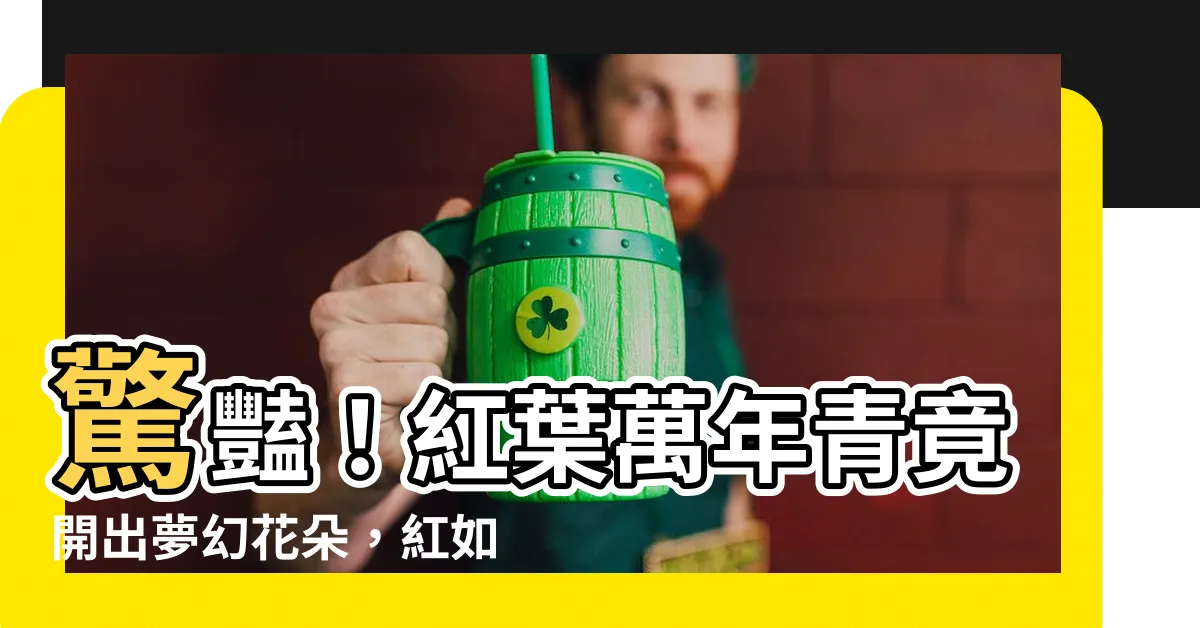 【紅葉萬年青開花】驚豔!紅葉萬年青竟開出夢幻花朵,紅如意皇後品種驚豔全場!