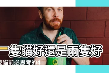 【一隻兩隻】一隻貓好還是兩隻好？養貓前必思考的4大重點！