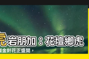【虎巖朋加】虎巖朋加：花壇鄉虎山巖金針花正盛開，即時影像搶先看！