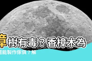 【樟樹有毒嗎】樟樹有毒？香樟木為何還能製作傢俱？解密樟木的迷思