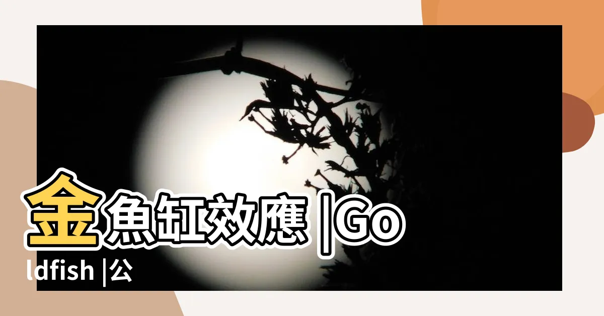 【金魚缸效應行政學】金魚缸效應 |Goldfish |公共行政之特性 |