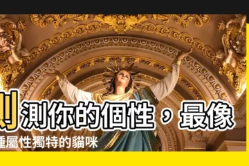【貓咪屬性】測測你的個性，最像哪種屬性獨特的貓咪？