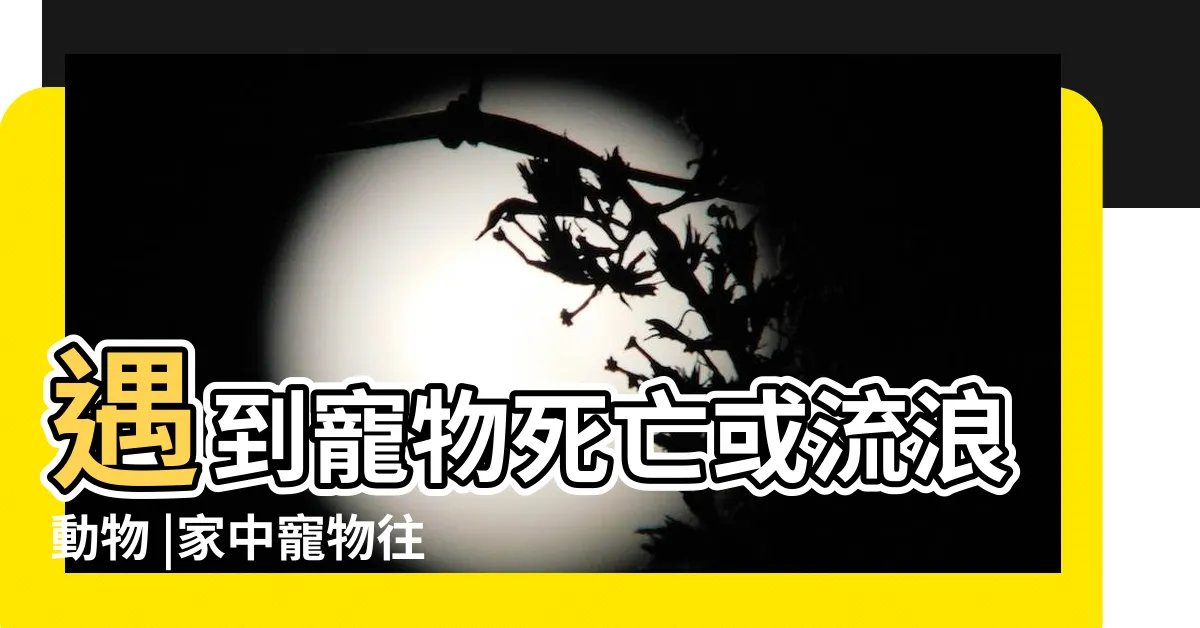 【動物死了如何處理】遇到寵物死亡或流浪動物 |家中寵物往生處理該怎麼處理 |動物毛孩 |