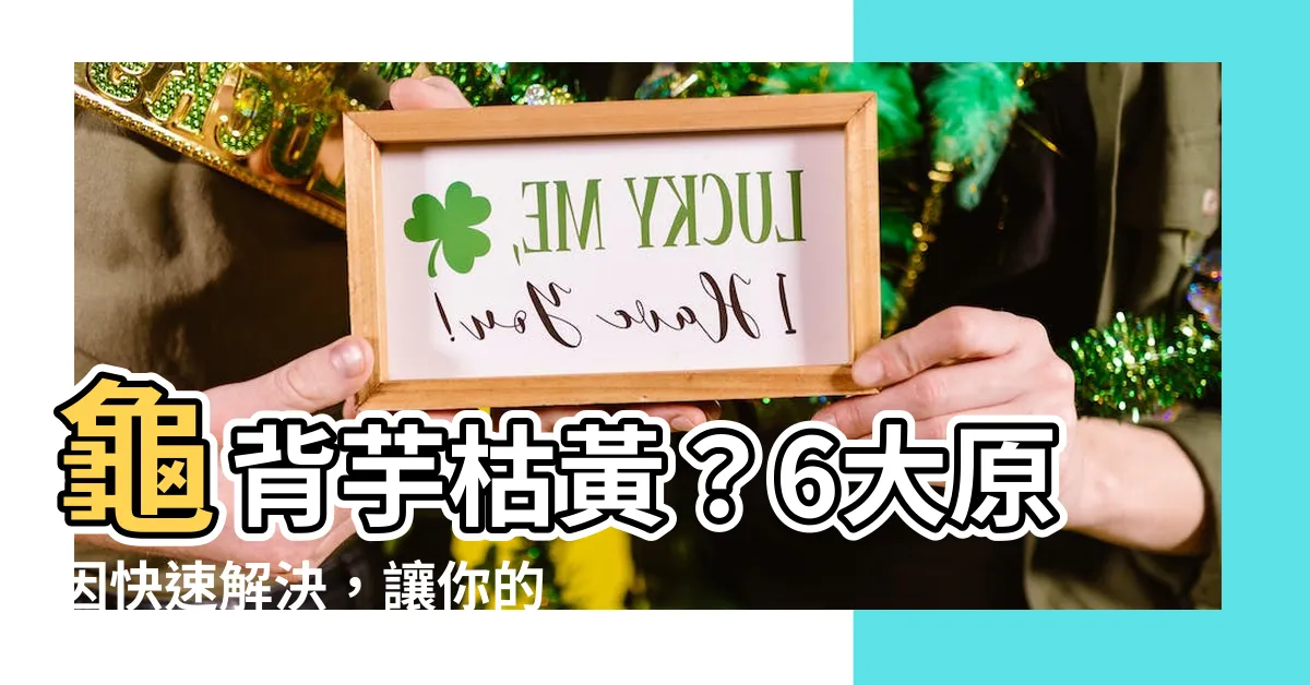 【龜背芋 枯黃】龜背芋枯黃？6大原因快速解決，讓你的龜背芋綠意盎然！