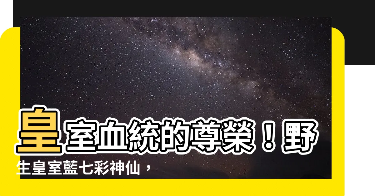 【皇室藍七彩】皇室血統的尊榮！野生皇室藍七彩神仙，魚中貴族現身！