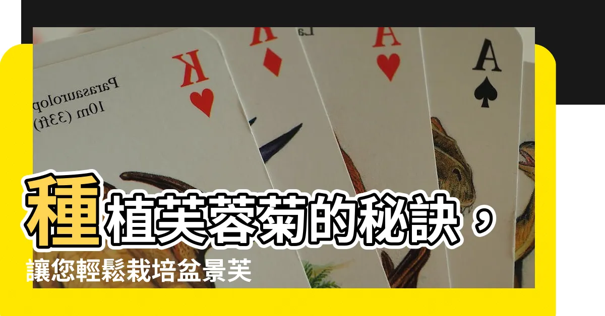 【芙蓉菊種植】種植芙蓉菊的秘訣，讓您輕鬆栽培盆景芙蓉菊