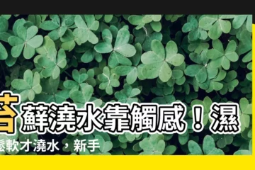 【苔蘚澆水】苔蘚澆水靠觸感！濕潤鬆軟才澆水，新手也能養出健康苔蘚！