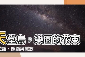 【天堂鳥花束】天堂鳥，樂園的花束：花語、照顧與擺放全攻略