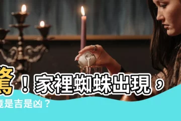 【家裡蜘蛛】驚！家裡蜘蛛出現，究竟是吉是兇？