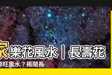 【家樂花風水】家樂花風水｜長壽花放哪旺風水？揭開長壽花擺放指南