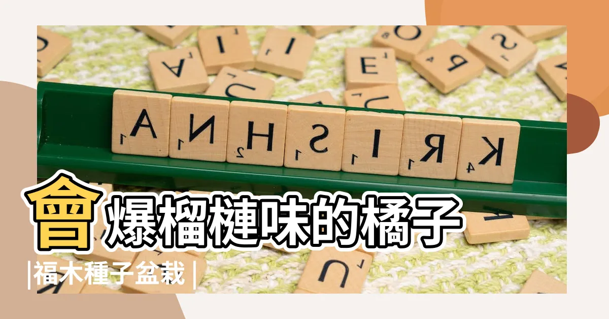 【福木果實】會爆榴槤味的橘子 |福木種子盆栽 |