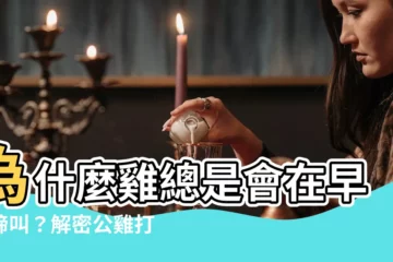 【雞為什麼會叫】為什麼雞總是會在早晨啼叫？解密公雞打鳴的秘密