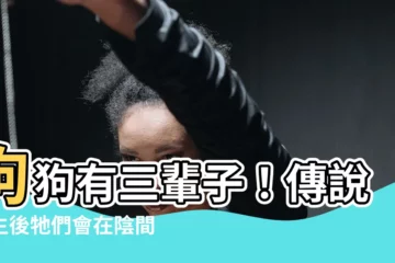 【狗狗7749天】狗狗有三輩子！傳説往生後牠們會在陰間活7749天？