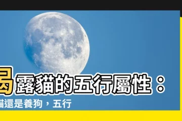 【貓五行屬什麼】揭露貓的五行屬性：養貓還是養狗，五行土的貓咪大解析