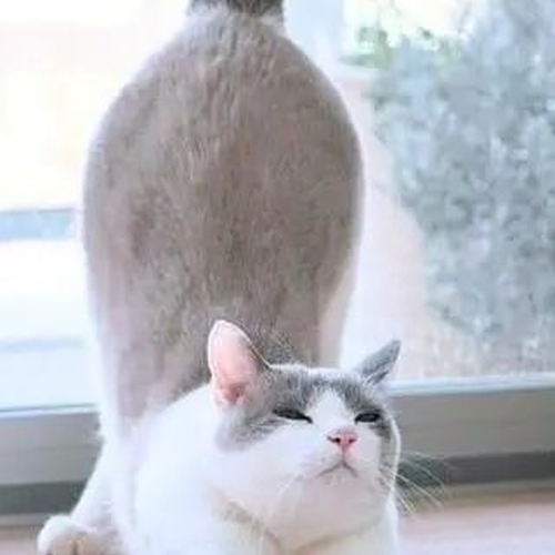 2、大貓瑜伽的效果