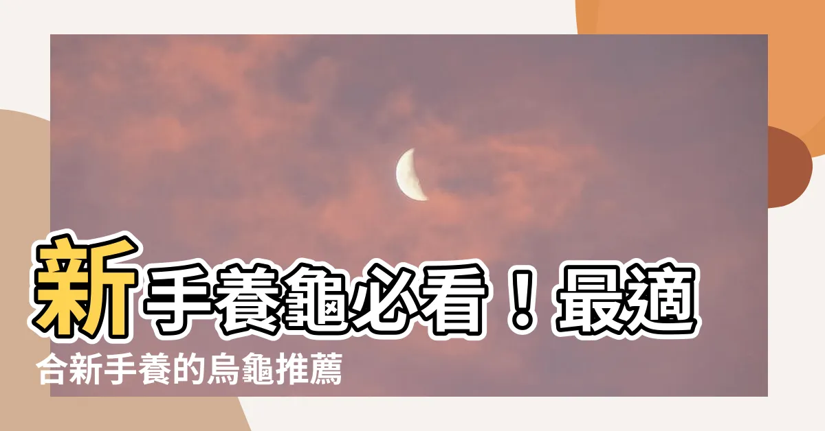 【最好養的烏龜】新手養龜必看！最適合新手養的烏龜推薦