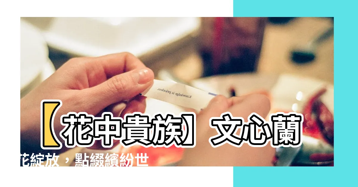 【文心蘭花】【花中貴族】文心蘭花綻放，點綴繽紛世界