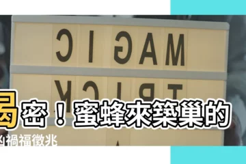 【蜜蜂來築巢】揭密！蜜蜂來築巢的吉凶禍福徵兆