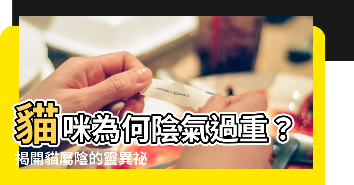 【貓屬陰】貓咪為何陰氣過重？揭開貓屬陰的靈異秘辛