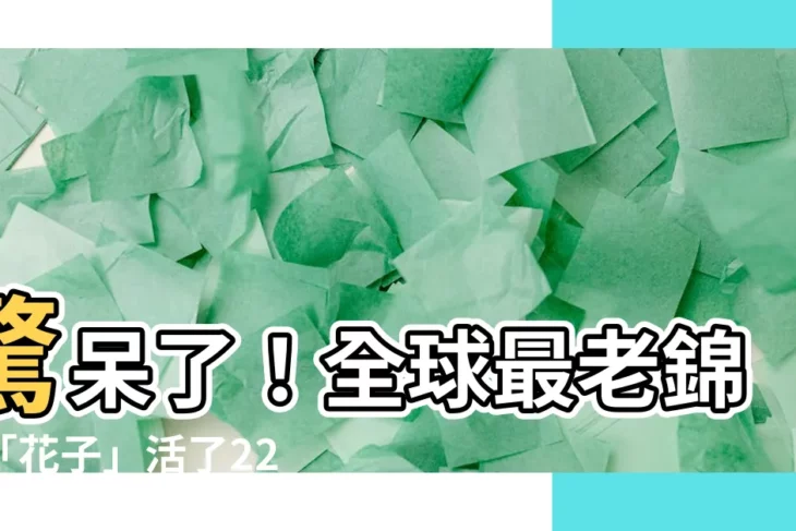 【錦鯉壽命】驚呆了！全球最老錦鯉「花子」活了226歲，見證歷史變遷！