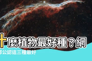 【什麼植物最好種】什麼植物最好種？網友都公認這三種最好養、最開運！