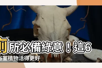 【廁所適合放什麼植物】廁所必備綠意！這6款浴室植物活得更好還能除臭
