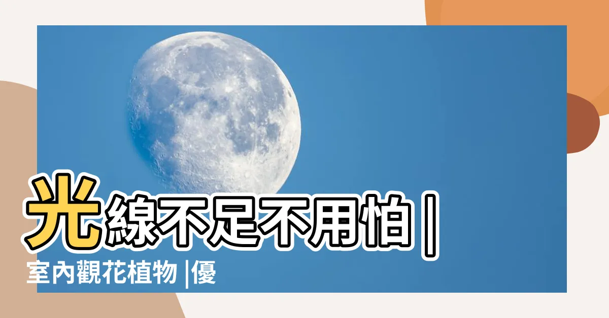 【室內花】光線不足不用怕 |室內觀花植物 |優惠推薦 |