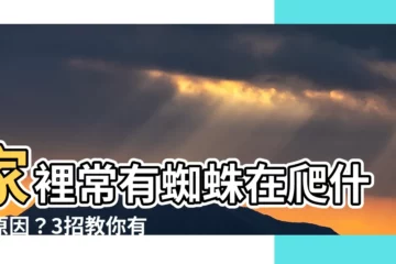 【家裡常有蜘蛛】家裡常有蜘蛛在爬什麼原因？3招教你有效去除！