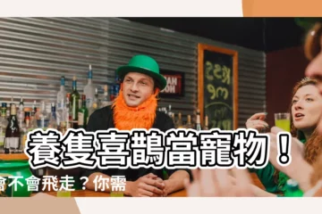 【喜鵲可以養嗎】 養隻喜鵲當寵物！牠會不會飛走？你需要準備什麼？