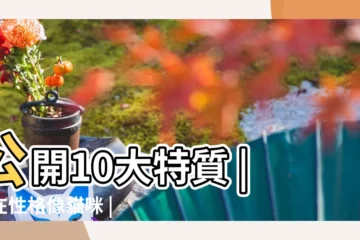 【獅子座男人損你】公開10大特質 |內在性格像貓咪 |分手攻略貼 |