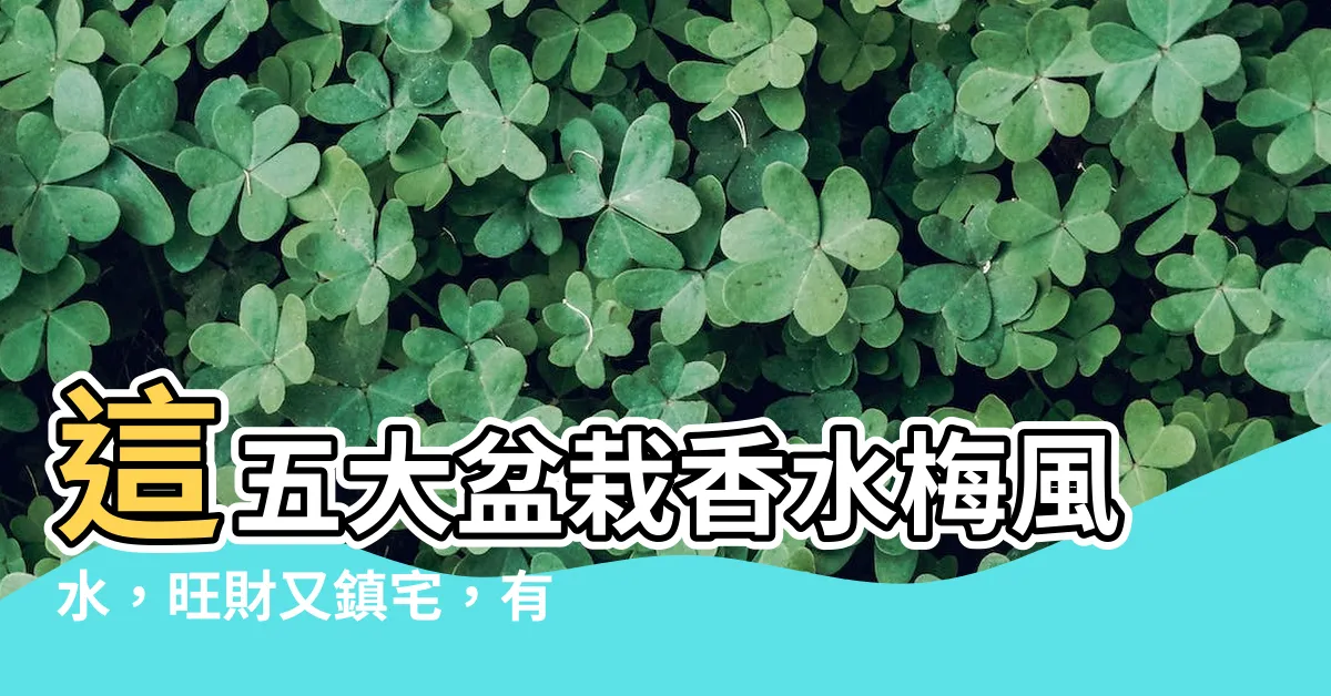 【香水梅 風水】這五大盆栽香水梅風水，旺財又鎮宅，有錢人皆瘋狂！