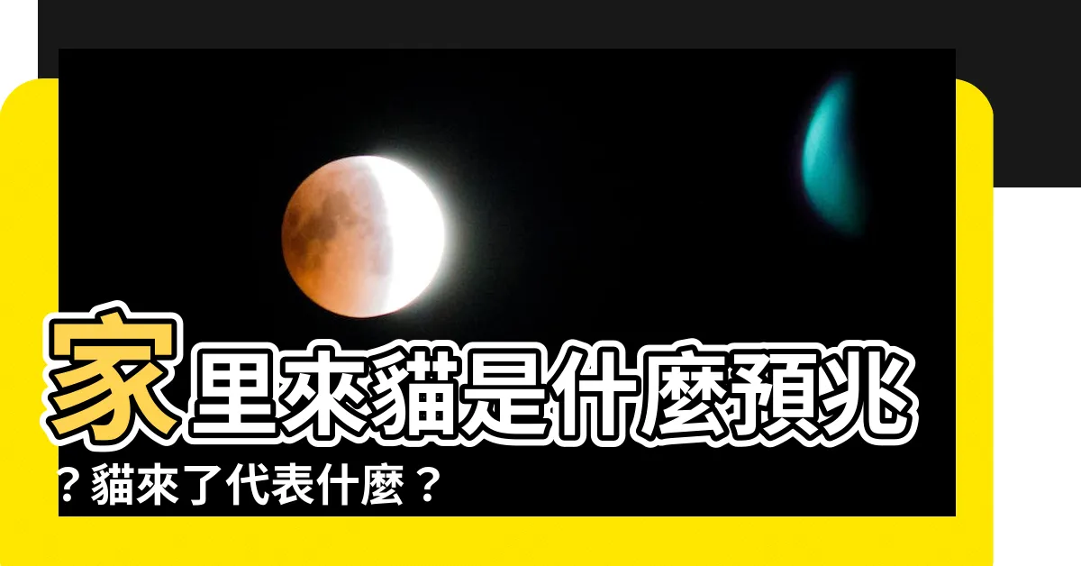 【家裏來貓】家裏來貓是什麼預兆？貓來了代表什麼？