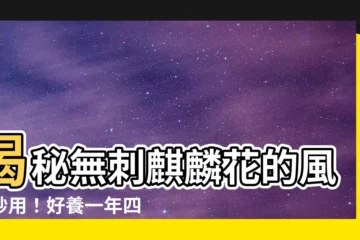 【無刺麒麟花風水】揭秘無刺麒麟花的風水妙用！好養一年四季開不完