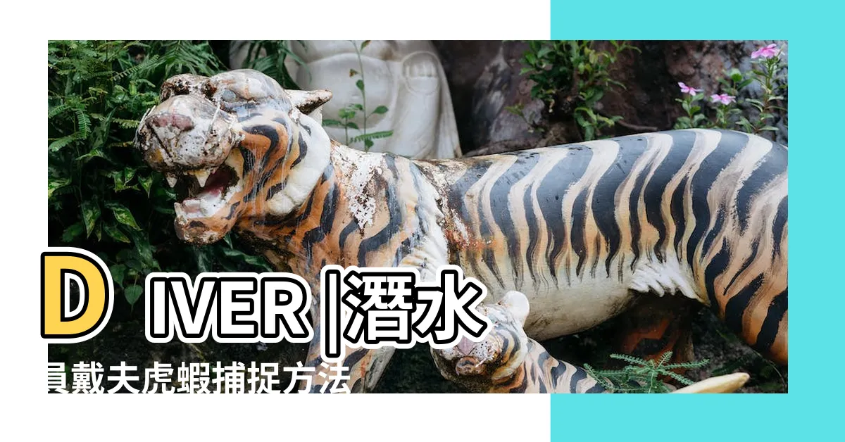 【戴夫 白虎蝦】DIVER |潛水員戴夫虎蝦捕捉方法 |開始撈蝦囉 |