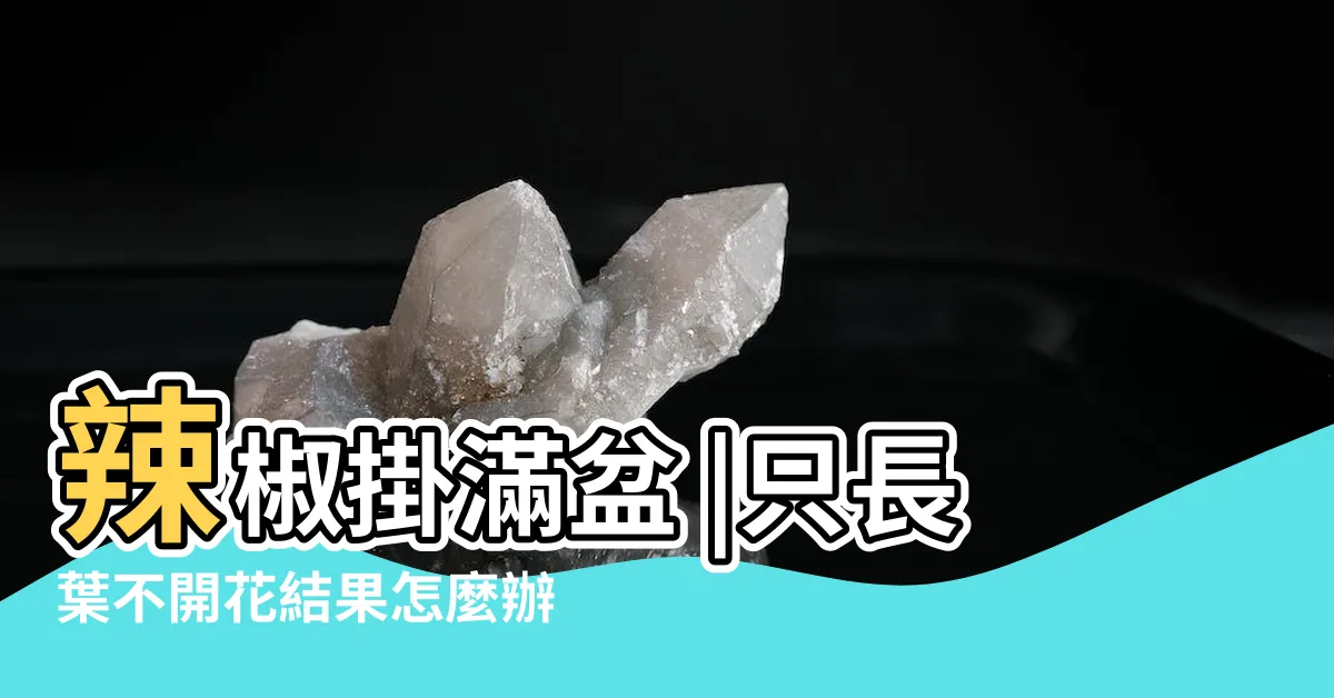 【辣椒不開花】辣椒掛滿盆 |只長葉不開花結果怎麼辦 |盆栽辣椒不開花 |