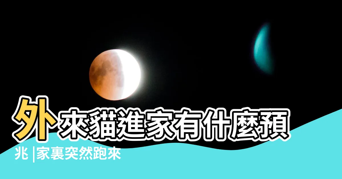 【貓咪跑到家裡】外來貓進家有什麼預兆 |家裏突然跑來了一隻花貓是什麼徵兆 |搜索結果 |