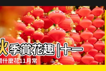 【11月開什麼花】秋季賞花趣 |十一月開什麼花11月常見花卉有哪些 |十一月開的十種花花期在11月份的花十一月開的花有哪些 |