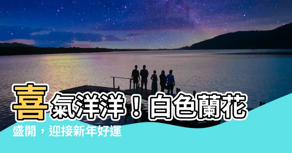 【白色蘭花】喜氣洋洋！白色蘭花盛開，迎接新年好運