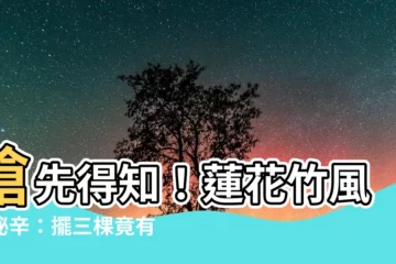【蓮花竹風水】搶先得知！蓮花竹風水秘辛：擺三棵竟有如此驚人大轉變！