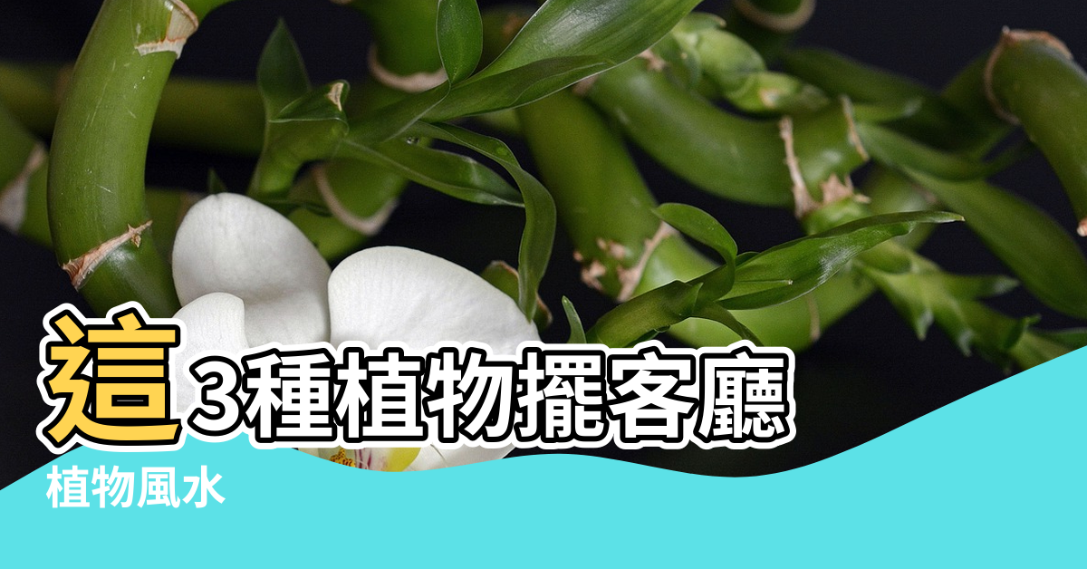 【家居室內的旺財風水植物】這3種植物擺客廳 |植物風水 |帶來好財氣 |