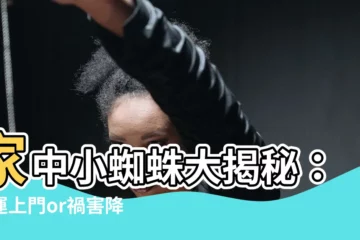 【家中 小蜘蛛】家中小蜘蛛大揭秘：好運上門or禍害降臨？