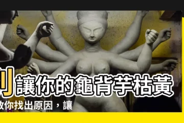 【龜背芋 黃】別讓你的龜背芋枯黃！教你找出原因，讓它恢復青翠